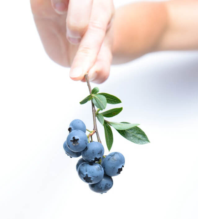 Blueberries 