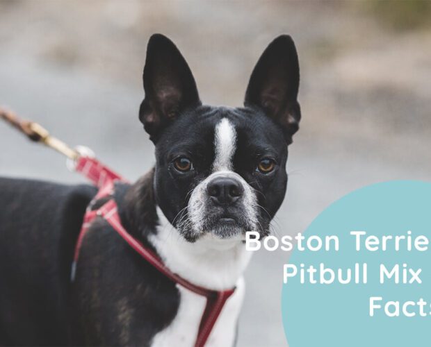 Boston Terrier Pitbull Mix