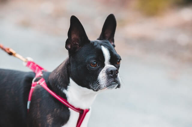 Boston Terrier Pit bull Mix Dog