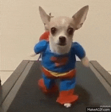 Chihuahua in Superman costume 