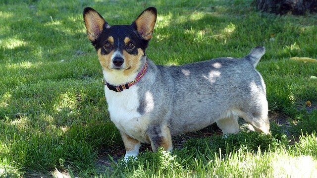 Corgi Mixed with PitBull 