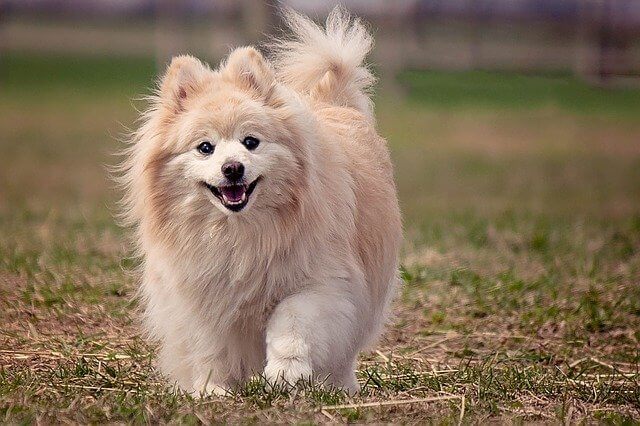 german spitz corgi mix