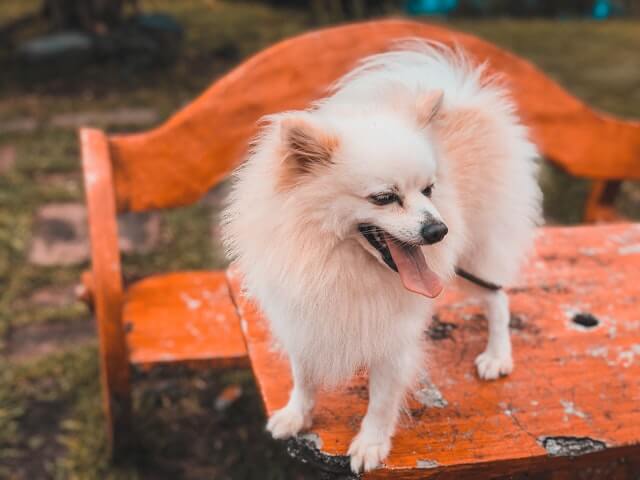 Corgi Pomeranian Mix dog