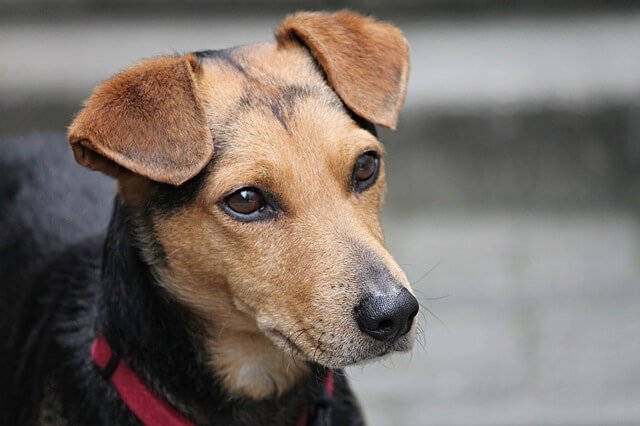 Dachshund Beagle Mix Dog