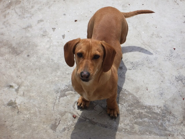 dachshund beagle terrier mix