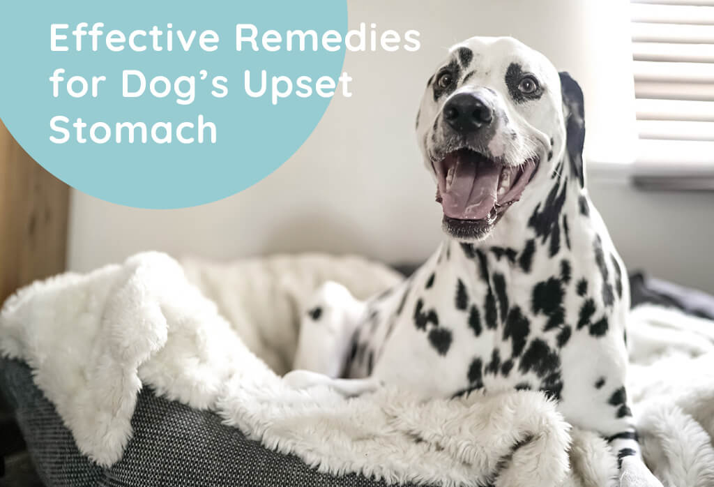 Curated visual reference: Fresh Look at 4 Effective Remedies For Dog S Upset Stomach