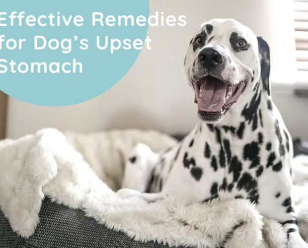 Effective Remedies for Dog’s Upset Stomach
