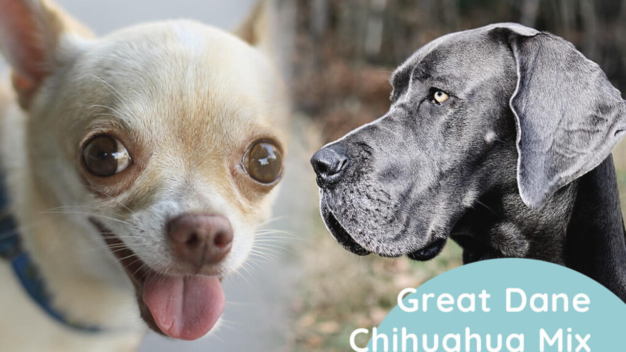 what is the best breed to mix with a chihuahua