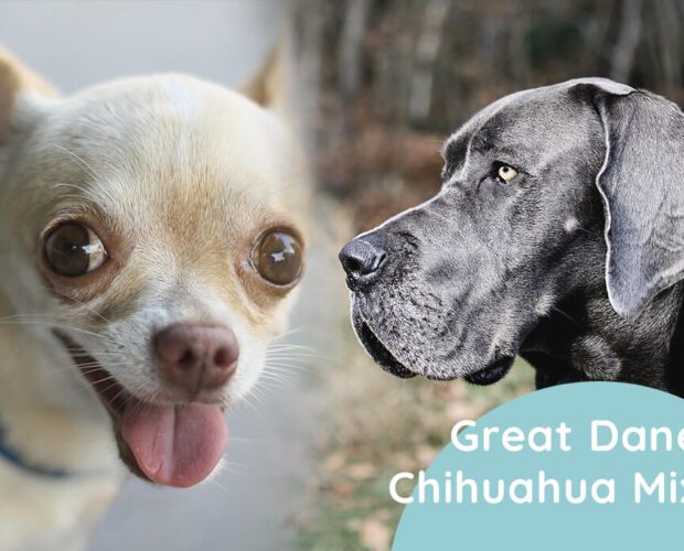 Great Dane Chihuahua Mix