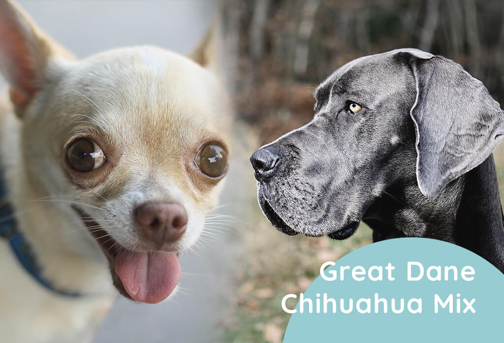 Great Dane Chihuahua Mix