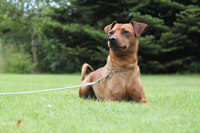 Miniature Pinscher dog 2