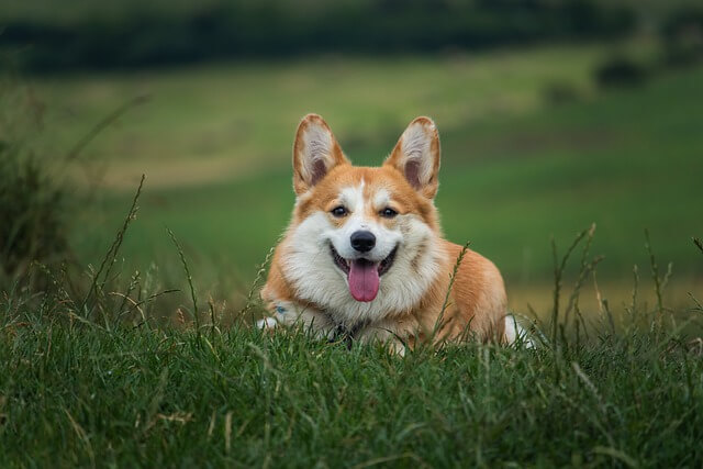 Pembroke Welsh Corgi