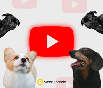 weary panda youtube