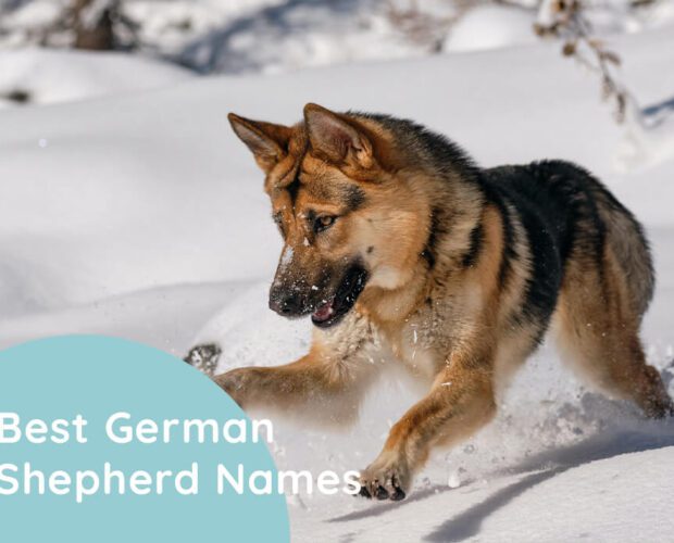 Best-German-Shepherd-Names