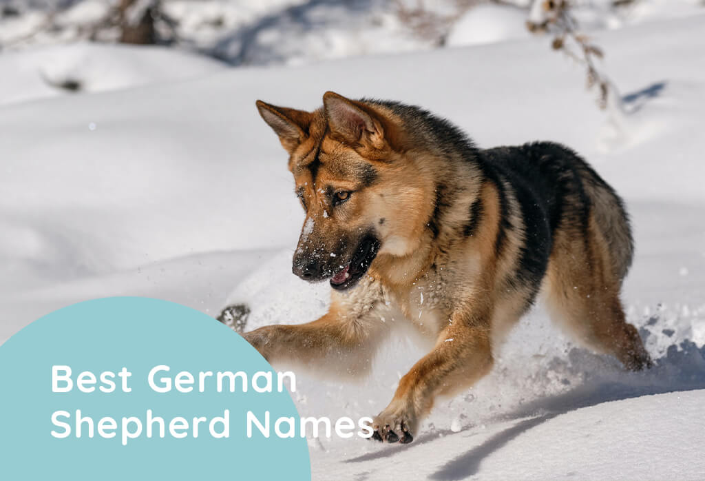 Best-German-Shepherd-Names