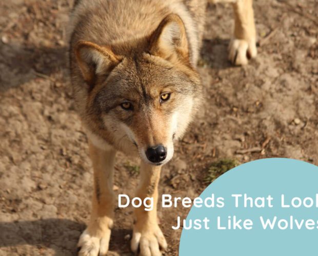 Dog Breeds That Look Just Like Wolves