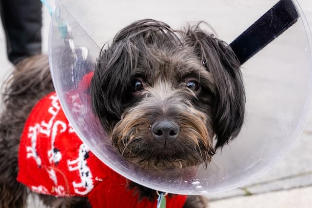 Dog with cone