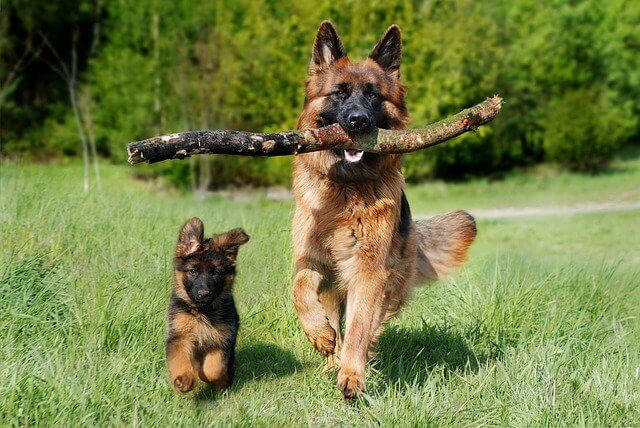 German shepherd dogs