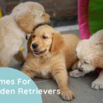Names For Golden Retrievers