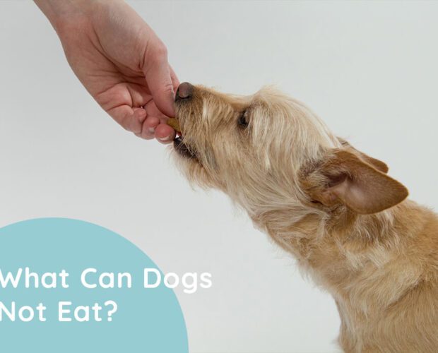 What Can Dogs Not Eat?