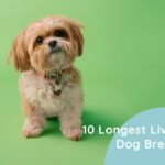 10 Longest Living Dog Breeds