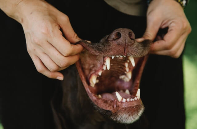 Dog teeth