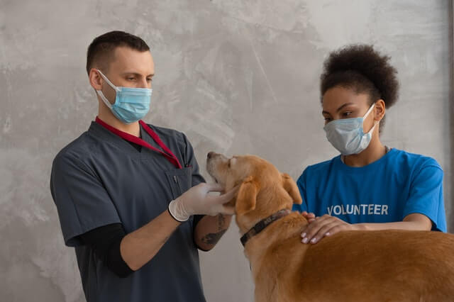 Dog vet inspecting a dog