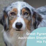 Great Pyrenees Australian Shepherd Mix Facts