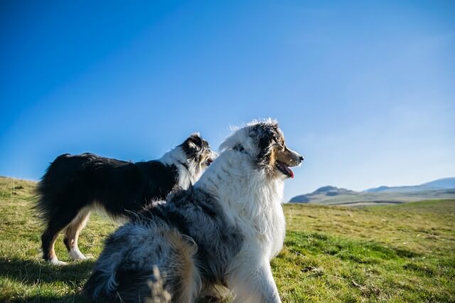 Great Pyrenees Australian Shepherd Mix dog