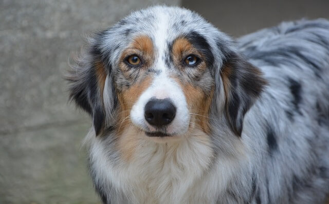 Great Pyrenees Australian Shepherd Mix