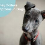 Kidney Failure Symptoms in Dogs
