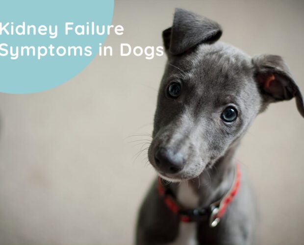 Kidney Failure Symptoms in Dogs