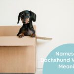 Names for Dachshund With Meanings