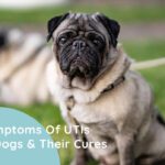 Symptoms Of UTIs(Urinary Tract Infections) In Dogs & Their Cures