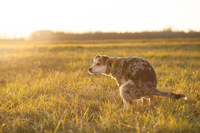 dog urinating