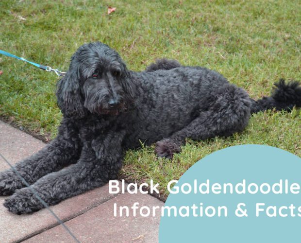 Black Goldendoodle Information & Facts
