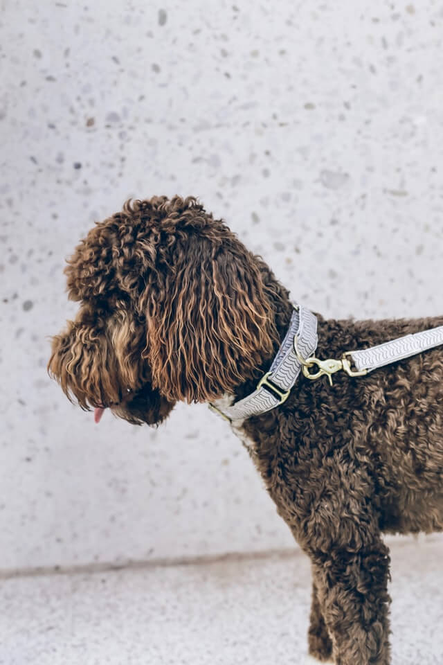 Black Goldendoodle dog 2