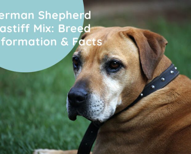 German Shepherd Mastiff Mix: Breed Information & Facts
