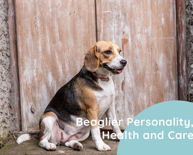 Beaglier Mixed Breed Dog Personality, Health and Care