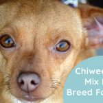 Chiweenie Mix Dog Breed Facts