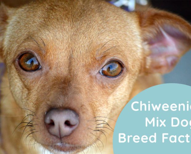 Chiweenie Mix Dog Breed Facts