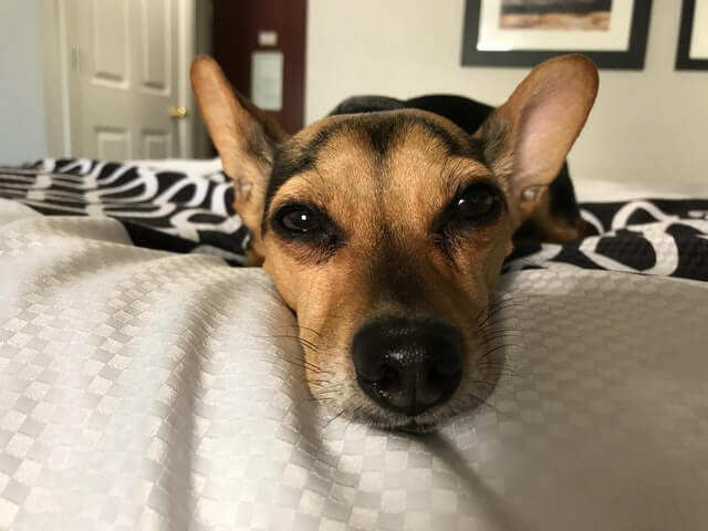 Chiweenie resting in bed