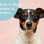 Diabetes in Dogs | Symptoms & Treatment