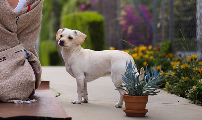 Size and Appearance of Chiweenie