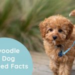 Cavoodle Mixed Breed Information