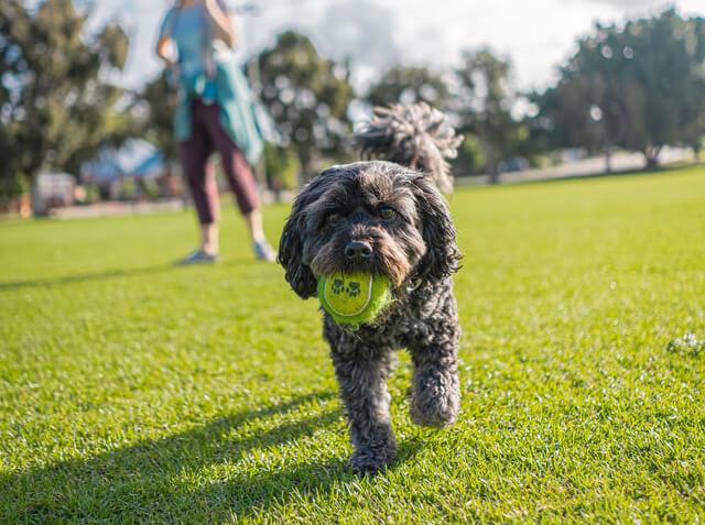 Black Cavoodle