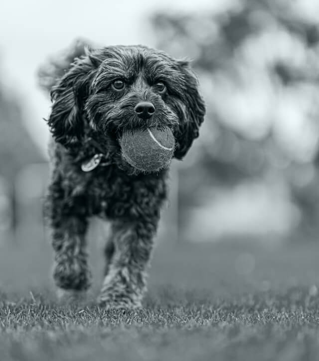 Cavoodle Background and History