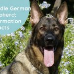 Brindle German Shepherd: Information & Facts