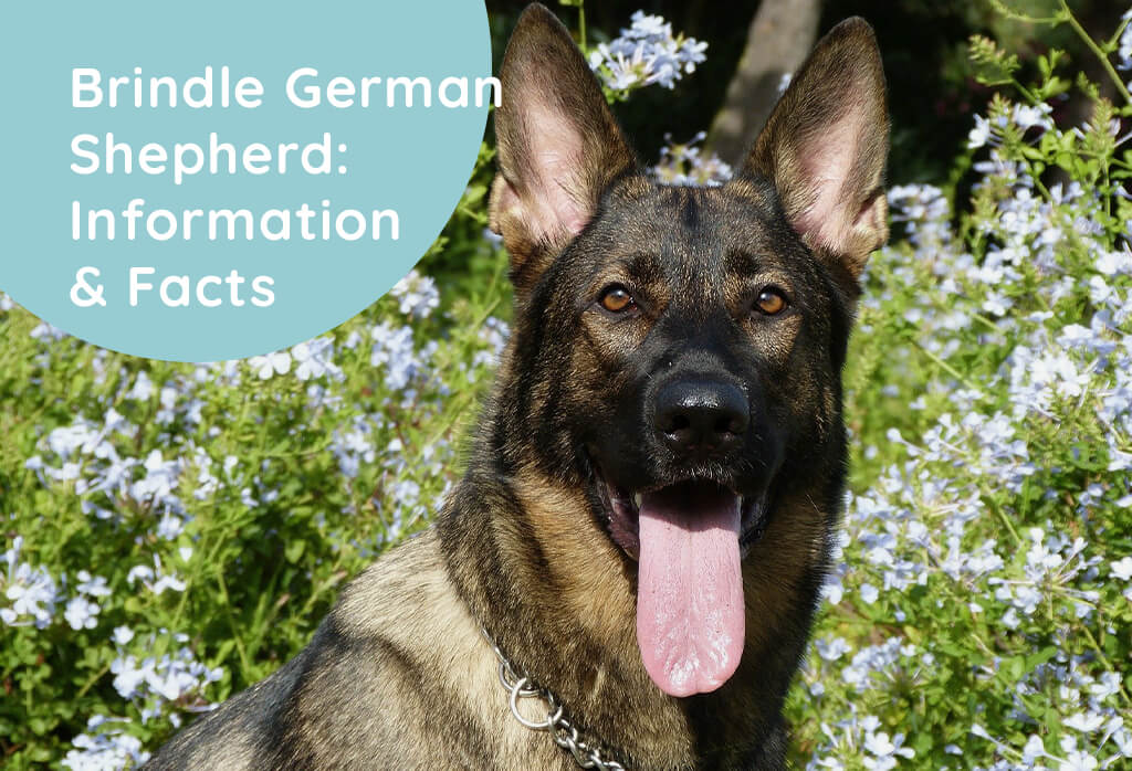 Brindle German Shepherd: Information & Facts