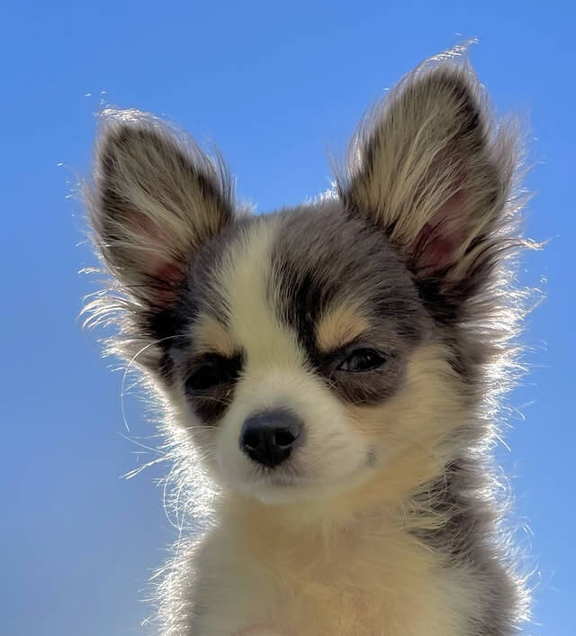 Chorkie Mixed Dog Breed